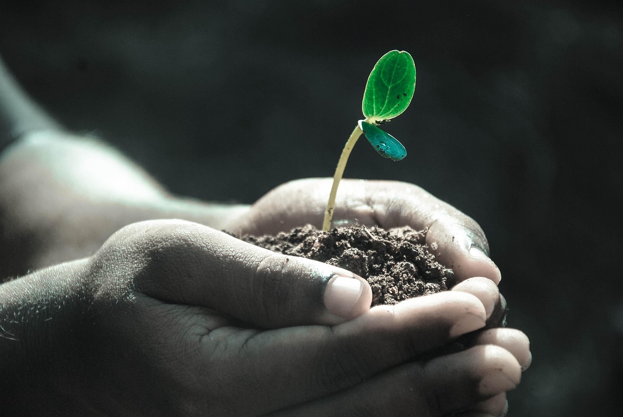hands, macro, plant, soil, grow, life, gray life, nature, gray plant, gray plants