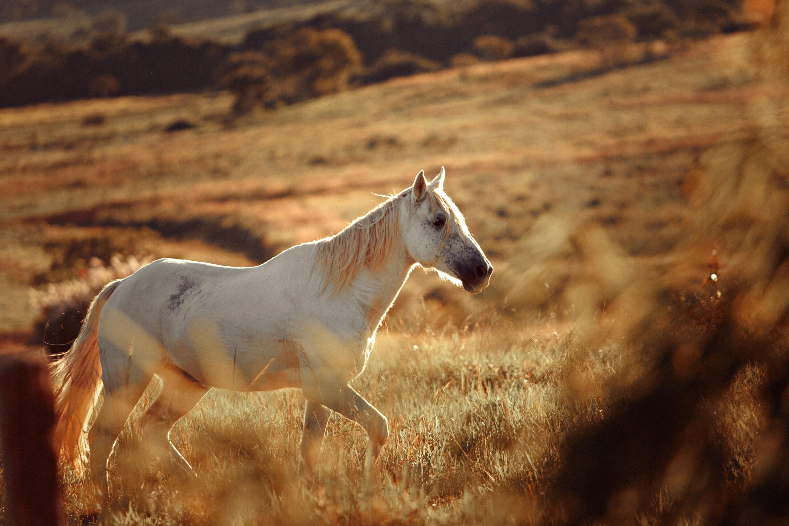 A serene white horse walking through a sunlit rural landscape in Brazil.